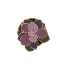Succulent House plant top view. Potted flower colorful icon for landscape, architectural, interior design. Hand drawn Vector flat illustration isolated  © Creative_Juice_Art