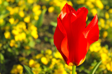 Bright scarlet tulip on a flower bed in a city park