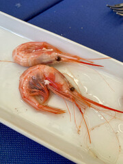 gambas del mediterráneo 2025