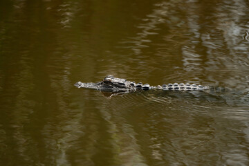 alligator in the water