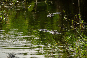 alligator in the pond