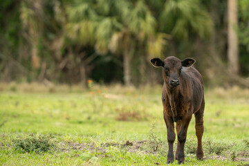 cow in the grass