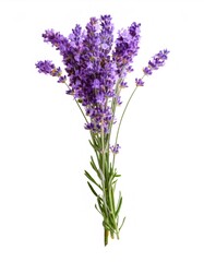 Obraz premium Beautiful fresh cut bunch of fragrant purple lavender flowers isolated on white background