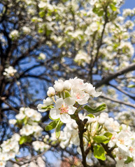 White blossoms on tree branches in sunlight.