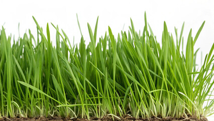 Obraz premium green grass on white background