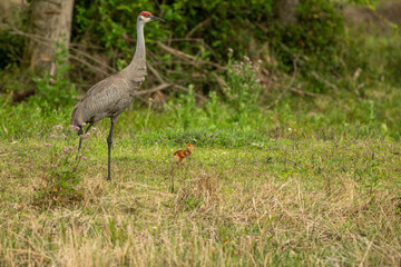 Obraz premium sandhill cranes