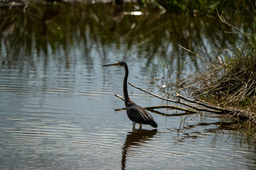 great blue heron