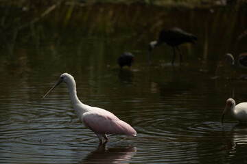 spoonbill in water