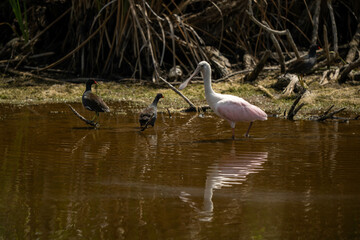 spoonbill in Florida