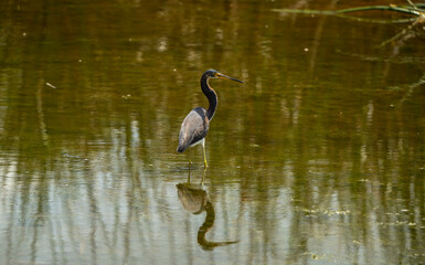 heron in the water