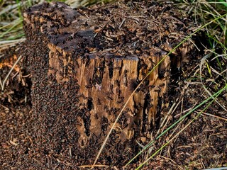 Close-up of an anthill in spring. A large cluster of ants. Ecology.