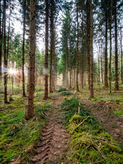 Obraz premium Abholzung in einem Fichtenwald