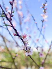 Blooming pink cherry blossoms against clear blue sky.