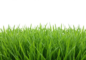 Fototapeta premium Green grass isolated on white background with fresh spring feel