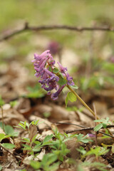 The first spring flowers of Corydalis purpurea contain natural healing substances.