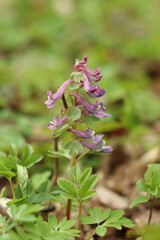 The first forest flowers of Corydalis purpurea have medicinal properties.