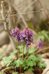 Fototapeta premium The forest purple flowers of the Corydalis have medicinal properties.