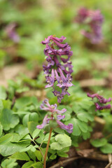 The first forest flowers of Corydalis purpurea are raw materials for the production of natural medicines.