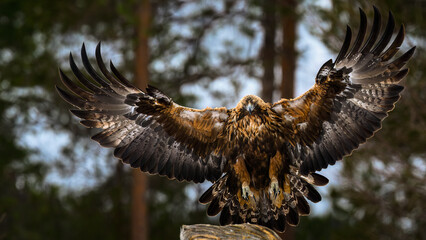 Golden eagle (Aquila chrysaetos) in forest