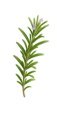 Fototapeta premium Sprig of rosemary with flowers, isolated on transparent background, ideal for food and beverage projects