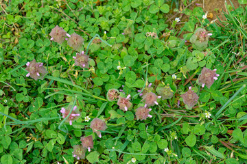 Red deadnettle plant in the lawn