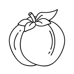fuyu persimmon icon, fuyu persimmon line art - simple line art of fuyu persimmon, perfect for fuyu persimmon logos and icons