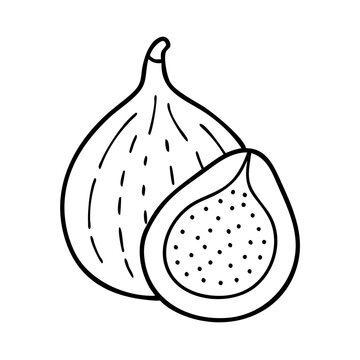 recommend clip art: fig fruit icon, fig fruit line art - simple line art of fig fruit, perfect for fig fruit logos and icons