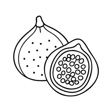 recommend clip art: fig fruit icon, fig fruit line art - simple line art of fig fruit, perfect for fig fruit logos and icons