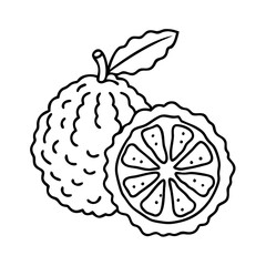 kaffir lime icon, kaffir lime line art - simple line art of kaffir lime, perfect for kaffir lime logos and icons