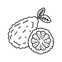 kaffir lime icon, kaffir lime line art - simple line art of kaffir lime, perfect for kaffir lime logos and icons