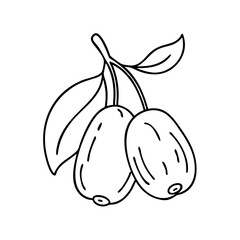 jujube fruit icon, jujube fruit line art - simple line art of jujube fruit, perfect for jujube fruit logos and icons