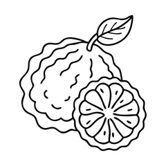 kaffir lime icon, kaffir lime line art - simple line art of kaffir lime, perfect for kaffir lime logos and icons