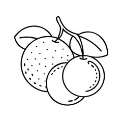 longan icon, longan line art - simple line art of longan, perfect for longan logos and icons
