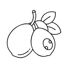 loquat fruit icon, loquat fruit line art - simple line art of loquat fruit, perfect for loquat fruit logos and icons