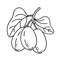 miracle fruit icon, miracle fruit line art - simple line art of miracle fruit, perfect for miracle fruit logos and icons