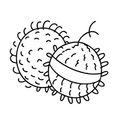 rambutan icon, rambutan line art - simple line art of rambutan, perfect for rambutan logos and icons