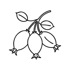 rosehip fruit icon, rosehip fruit line art - simple line art of rosehip fruit, perfect for rosehip fruit logos and icons