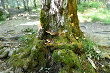Roots and a tree trunk covered with moss and mushrooms.