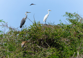 Three species of heron in tree with blurred image of swallow flying over.