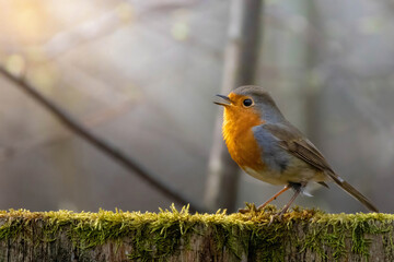 Red robin (Erithacus rubecula) garden bird