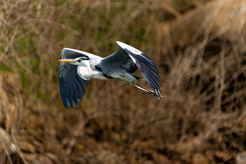 Grey heron or ardea cinerea in flight