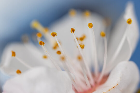 Apricot blossom macro