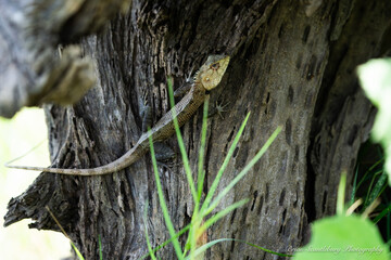 Oriental garden lizard or Calotes versicolor against old tree