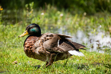 Close-up of Mallard duck