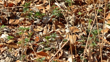 Tagpfauenauge (Aglais io) an Brennnesseln im Frühling.
