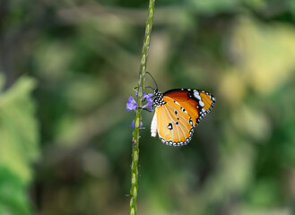 Plain tiger or African Monarch butterfly  wings closed settled showing underside wing pattern.1