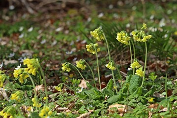 Hohe Schlüsselblume (Primula elatior)