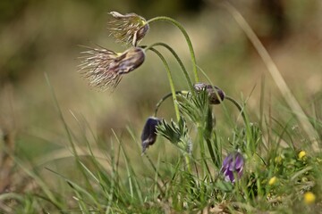 Küchenschellen (Pulsatilla vulgaris) auf Kalkmagerrasen.