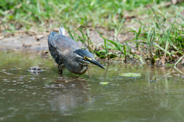 Héron strié,.Butorides striata, Striated Heron