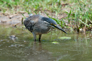Héron strié,.Butorides striata, Striated Heron
